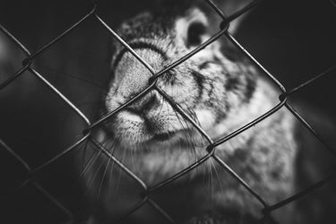 The unnecessary cruelty of testing makeup on animals